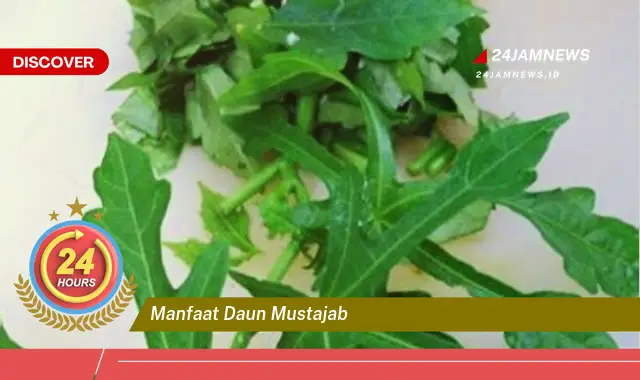 Temukan Manfaat Daun Mustajab untuk Kesehatan dan Kecantikan Anda Temukan Manfaat Daun Mustajab untuk Kesehatan dan Kecantikan Anda