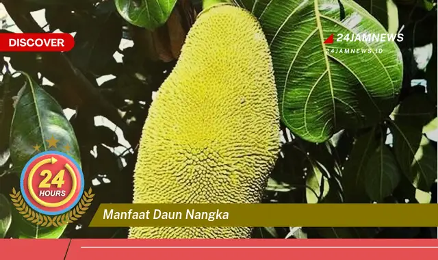 Temukan Manfaat Daun Nangka untuk Kesehatan, Dari Mengatasi Diabetes Hingga Meningkatkan Imunitas Temukan Manfaat Daun Nangka untuk Kesehatan, Dari Mengatasi Diabetes Hingga Meningkatkan Imunitas