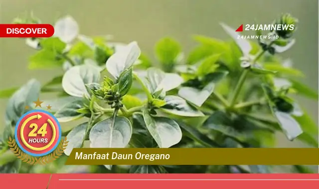 Temukan Manfaat Daun Oregano untuk Kesehatan Anda, Meningkatkan Imunitas, Menyehatkan Pencernaan, dan Lainnya Temukan Manfaat Daun Oregano untuk Kesehatan Anda, Meningkatkan Imunitas, Menyehatkan Pencernaan, dan Lainnya
