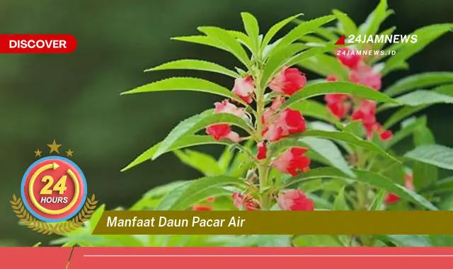 Temukan Manfaat Daun Pacar Air untuk Kesehatan Kulit dan Rambut Anda Temukan Manfaat Daun Pacar Air untuk Kesehatan Kulit dan Rambut Anda