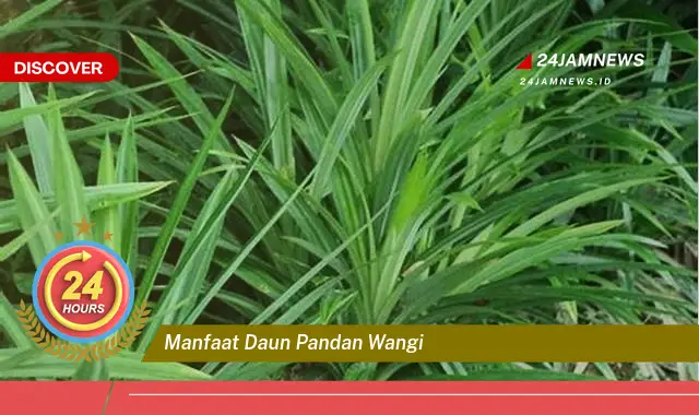 Temukan Manfaat Daun Pandan Wangi untuk Kesehatan dan Kecantikan Temukan Manfaat Daun Pandan Wangi untuk Kesehatan dan Kecantikan