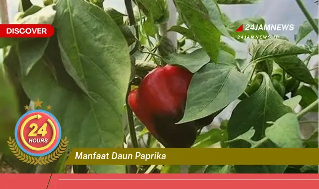 Temukan Manfaat Daun Paprika untuk Kesehatan dan Kecantikan Anda Temukan Manfaat Daun Paprika untuk Kesehatan dan Kecantikan Anda