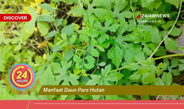 Temukan Manfaat Daun Pare Hutan untuk Kesehatan Anda Temukan Manfaat Daun Pare Hutan untuk Kesehatan Anda