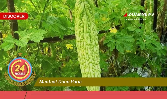 Temukan Manfaat Daun Paria untuk Kesehatan, Kecantikan, dan Cara Mengolahnya Temukan Manfaat Daun Paria untuk Kesehatan, Kecantikan, dan Cara Mengolahnya
