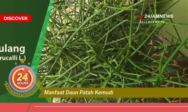 Temukan Manfaat Daun Patah Kemudi untuk Kesehatan Anda Temukan Manfaat Daun Patah Kemudi untuk Kesehatan Anda