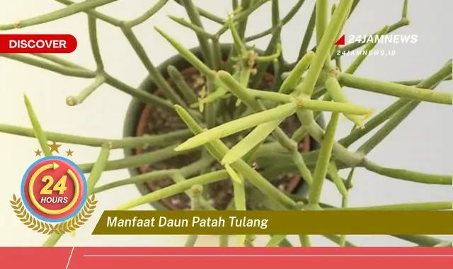Temukan Manfaat Daun Patah Tulang untuk Penyembuhan Alami dan Cepat Temukan Manfaat Daun Patah Tulang untuk Penyembuhan Alami dan Cepat