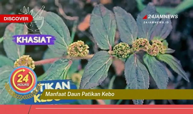 Temukan Manfaat Daun Patikan Kebo untuk Kesehatan Anda Temukan Manfaat Daun Patikan Kebo untuk Kesehatan Anda