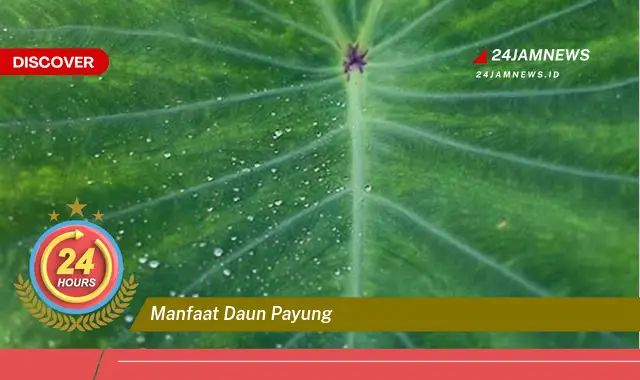 Temukan Manfaat Daun Payung untuk Kesehatan, Dari Tradisi Hingga Sains Modern Temukan Manfaat Daun Payung untuk Kesehatan, Dari Tradisi Hingga Sains Modern