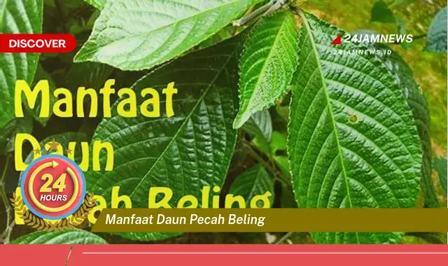 Temukan Manfaat Daun Pecah Beling untuk Kesehatan Anda Temukan Manfaat Daun Pecah Beling untuk Kesehatan Anda