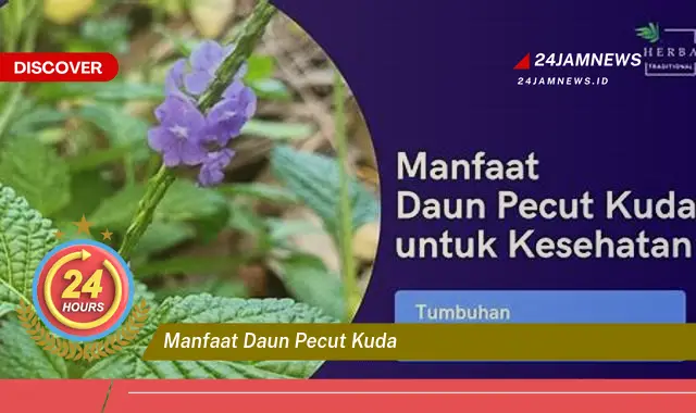 Temukan Manfaat Daun Pecut Kuda untuk Kesehatan Anda Temukan Manfaat Daun Pecut Kuda untuk Kesehatan Anda