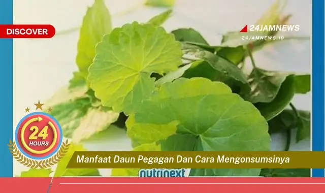 Temukan Manfaat Daun Pegagan untuk Kesehatan dan Cara Mengonsumsinya dengan Benar Temukan Manfaat Daun Pegagan untuk Kesehatan dan Cara Mengonsumsinya dengan Benar
