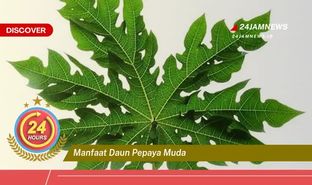Temukan Manfaat Daun Pepaya Muda untuk Kesehatan, Dari Meningkatkan Trombosit Hingga Mengatasi Masalah Pencernaan Temukan Manfaat Daun Pepaya Muda untuk Kesehatan, Dari Meningkatkan Trombosit Hingga Mengatasi Masalah Pencernaan