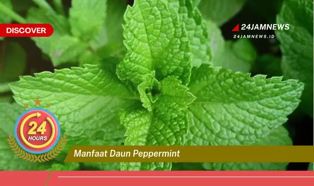 Temukan Manfaat Daun Peppermint untuk Kesehatan, Kecantikan, dan Lainnya Temukan Manfaat Daun Peppermint untuk Kesehatan, Kecantikan, dan Lainnya