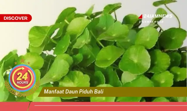 Temukan Manfaat Daun Piduh Bali untuk Kesehatan dan Tradisi Lokal Temukan Manfaat Daun Piduh Bali untuk Kesehatan dan Tradisi Lokal