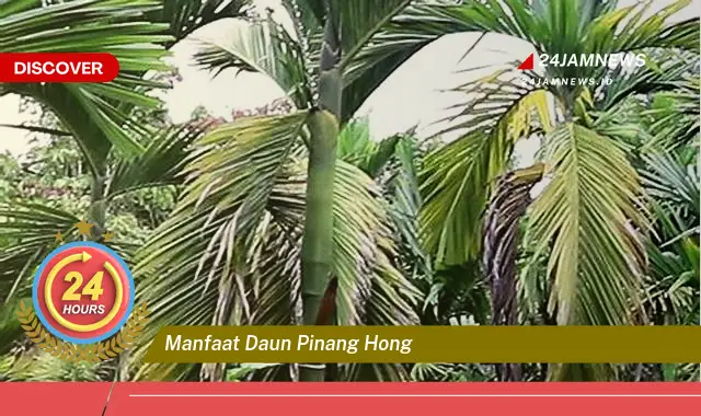 Temukan Manfaat Daun Pinang Hong untuk Kesehatan dan Kecantikan Temukan Manfaat Daun Pinang Hong untuk Kesehatan dan Kecantikan