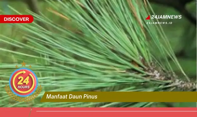 Temukan Manfaat Daun Pinus untuk Kesehatan, Dari Pernapasan Hingga Relaksasi