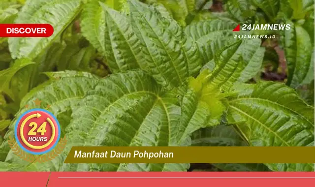 Temukan Manfaat Daun Pohpohan untuk Kesehatan dan Kecantikan Temukan Manfaat Daun Pohpohan untuk Kesehatan dan Kecantikan