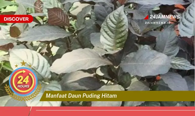 Temukan Manfaat Daun Puding Hitam untuk Kesehatan dan Kecantikan Kulit Anda