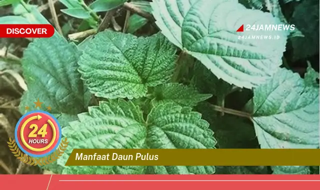 Temukan Manfaat Daun Pulus untuk Kesehatan Tubuh Anda Temukan Manfaat Daun Pulus untuk Kesehatan Tubuh Anda