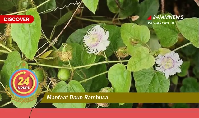 Temukan Manfaat Daun Rambusa untuk Kesehatan dan Kecantikan Kulit Temukan Manfaat Daun Rambusa untuk Kesehatan dan Kecantikan Kulit