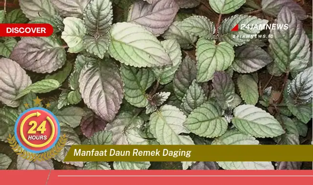Temukan Manfaat Daun Remek Daging untuk Kesehatan Anda Temukan Manfaat Daun Remek Daging untuk Kesehatan Anda