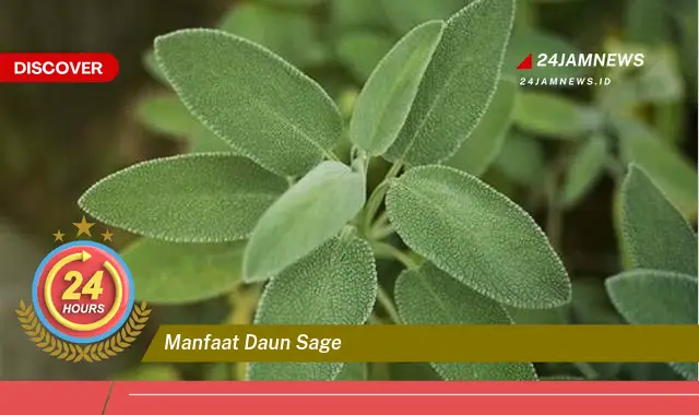 Temukan Manfaat Daun Sage, Untuk Kesehatan, Kecantikan, dan Masakan Anda