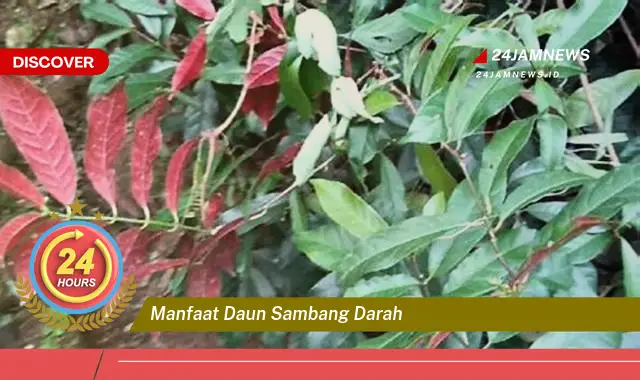 Temukan Manfaat Daun Sambang Darah untuk Kesehatan Tubuh Anda Temukan Manfaat Daun Sambang Darah untuk Kesehatan Tubuh Anda