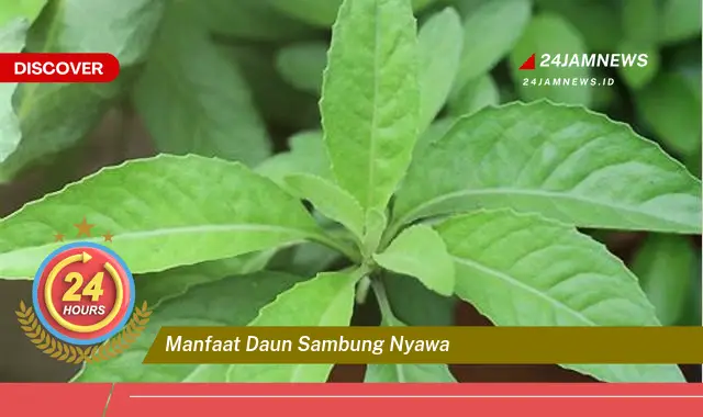 Temukan Manfaat Daun Sambung Nyawa untuk Kesehatan Anda Temukan Manfaat Daun Sambung Nyawa untuk Kesehatan Anda