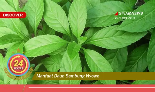 Temukan Manfaat Daun Sambung Nyowo untuk Kesehatan Anda Temukan Manfaat Daun Sambung Nyowo untuk Kesehatan Anda