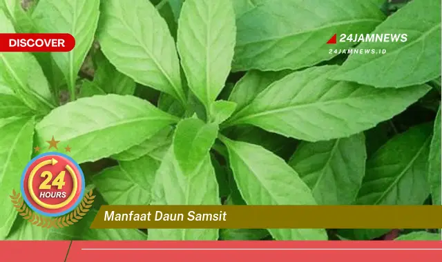 Temukan Manfaat Daun Samsit untuk Kesehatan Anda yang Luar Biasa Temukan Manfaat Daun Samsit untuk Kesehatan Anda yang Luar Biasa
