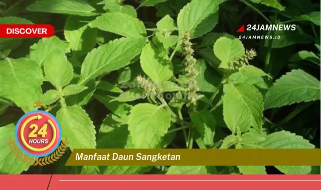 Temukan Manfaat Daun Sangketan untuk Kesehatan Anda yang Menakjubkan Temukan Manfaat Daun Sangketan untuk Kesehatan Anda yang Menakjubkan