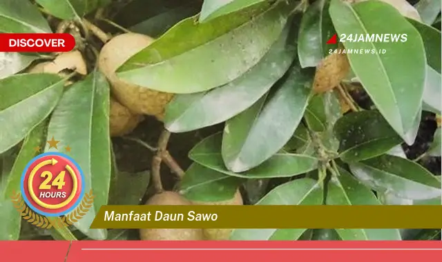 Temukan Manfaat Daun Sawo untuk Kesehatan Tubuh Anda Temukan Manfaat Daun Sawo untuk Kesehatan Tubuh Anda