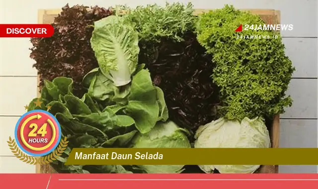 Temukan Manfaat Daun Selada, Merah, Hijau, Romaine &, Lainnya Untuk Kesehatan Temukan Manfaat Daun Selada, Merah, Hijau, Romaine &, Lainnya Untuk Kesehatan