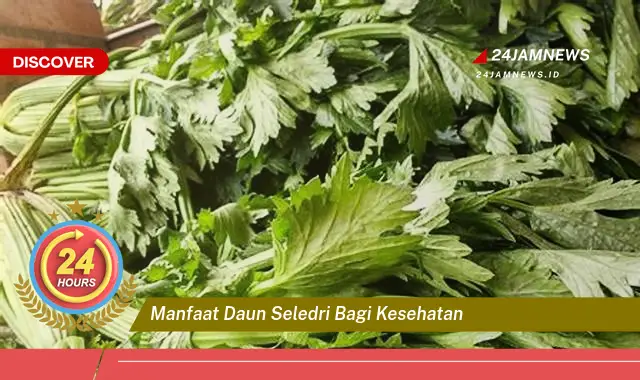 Temukan Manfaat Daun Seledri bagi Kesehatan, Panduan Lengkap dari A sampai Z Temukan Manfaat Daun Seledri bagi Kesehatan, Panduan Lengkap dari A sampai Z