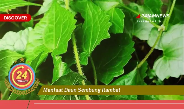 Temukan Manfaat Daun Sembung Rambat untuk Kesehatan Anda Temukan Manfaat Daun Sembung Rambat untuk Kesehatan Anda