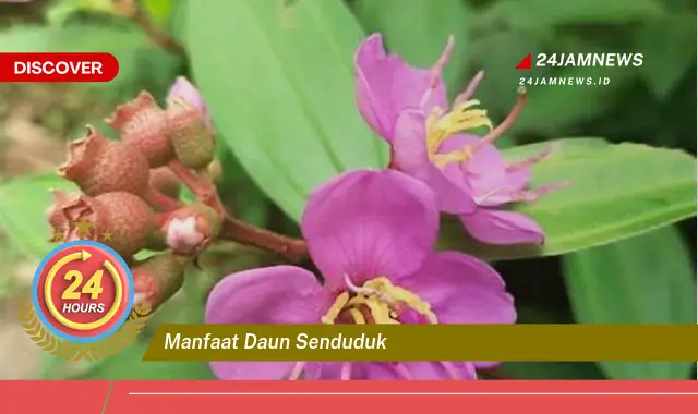 Temukan Manfaat Daun Senduduk untuk Kesehatan, Mengatasi Diare, Luka, dan Lainnya Temukan Manfaat Daun Senduduk untuk Kesehatan, Mengatasi Diare, Luka, dan Lainnya