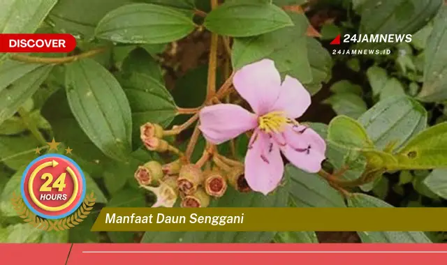 Temukan Manfaat Daun Senggani untuk Kesehatan, Dari Obat Tradisional Hingga Perawatan Kulit Temukan Manfaat Daun Senggani untuk Kesehatan, Dari Obat Tradisional Hingga Perawatan Kulit