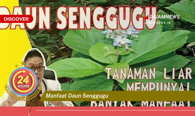 Temukan Manfaat Daun Senggugu untuk Kesehatan Anda | Obat Herbal Alami Temukan Manfaat Daun Senggugu untuk Kesehatan Anda | Obat Herbal Alami