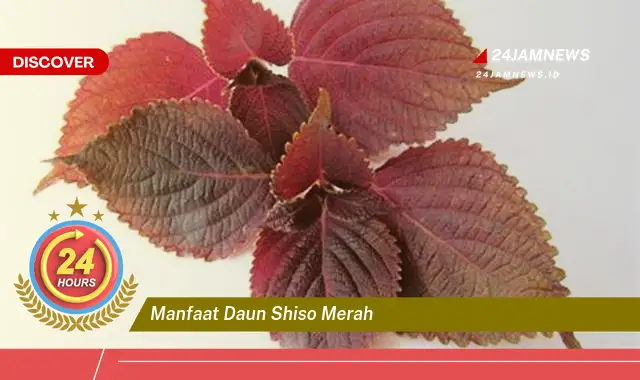 Temukan Manfaat Daun Shiso Merah untuk Kesehatan dan Kecantikan Kulit Temukan Manfaat Daun Shiso Merah untuk Kesehatan dan Kecantikan Kulit