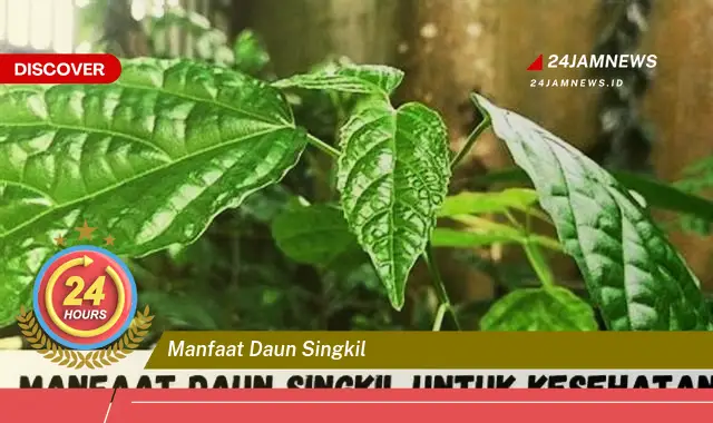 Temukan Manfaat Daun Singkil untuk Kesehatan Anda yang Luar Biasa Temukan Manfaat Daun Singkil untuk Kesehatan Anda yang Luar Biasa