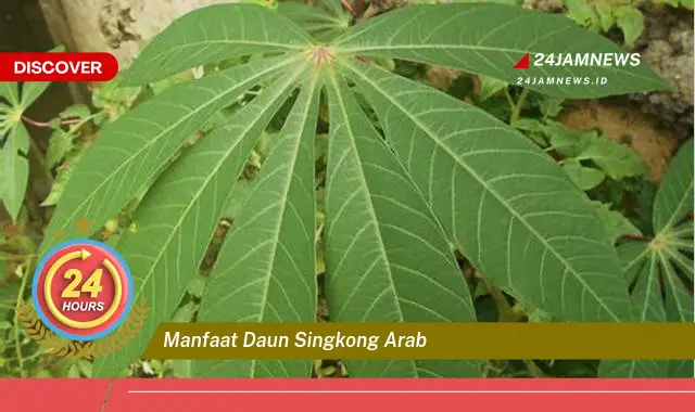 Temukan Manfaat Daun Singkong Arab untuk Kesehatan Anda yang Luar Biasa Temukan Manfaat Daun Singkong Arab untuk Kesehatan Anda yang Luar Biasa