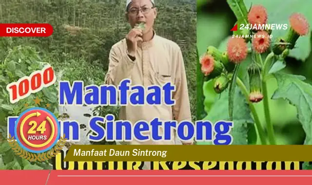 Temukan Manfaat Daun Sintrong untuk Kesehatan, Dari Mengatasi Masalah Pencernaan Hingga Meningkatkan Imunitas Temukan Manfaat Daun Sintrong untuk Kesehatan, Dari Mengatasi Masalah Pencernaan Hingga Meningkatkan Imunitas