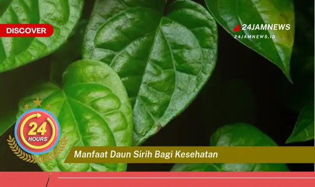 Temukan Manfaat Daun Sirih bagi Kesehatan, Panduan Lengkap dan Terperinci Temukan Manfaat Daun Sirih bagi Kesehatan, Panduan Lengkap dan Terperinci
