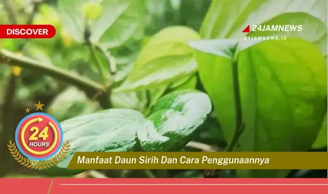 Temukan Manfaat Daun Sirih dan Cara Penggunaannya untuk Kesehatan Anda Temukan Manfaat Daun Sirih dan Cara Penggunaannya untuk Kesehatan Anda