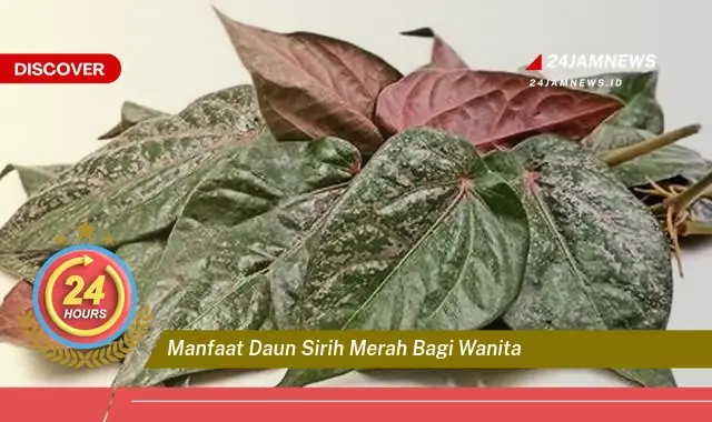 Temukan Manfaat Daun Sirih Merah untuk Mengatasi Masalah Kewanitaan