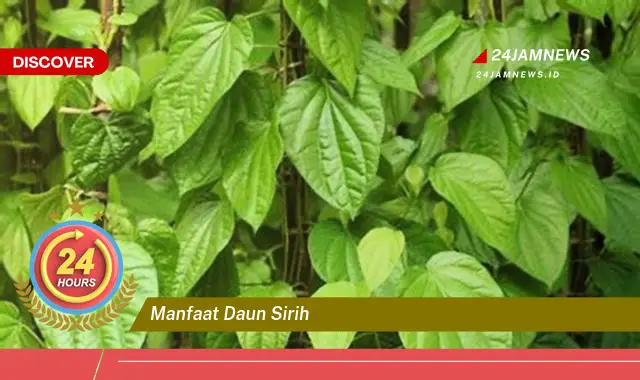 Temukan Manfaat Daun Sirih untuk Kesehatan, Kecantikan, dan Cara Penggunaannya Temukan Manfaat Daun Sirih untuk Kesehatan, Kecantikan, dan Cara Penggunaannya