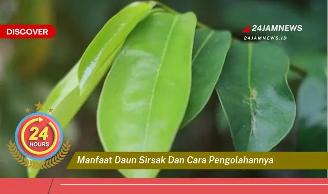 Temukan Manfaat Daun Sirsak untuk Kesehatan dan Cara Mengolahnya dengan Mudah Temukan Manfaat Daun Sirsak untuk Kesehatan dan Cara Mengolahnya dengan Mudah