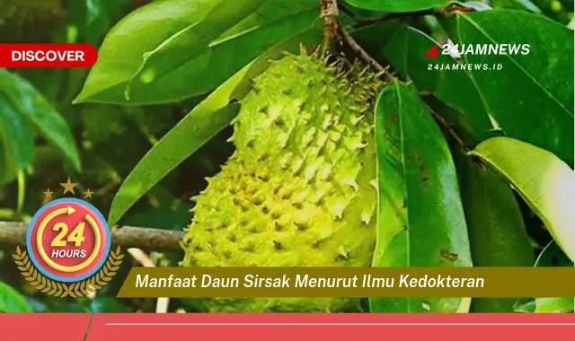 Temukan Manfaat Daun Sirsak Menurut Ilmu Kedokteran untuk Kesehatan Anda Temukan Manfaat Daun Sirsak Menurut Ilmu Kedokteran untuk Kesehatan Anda