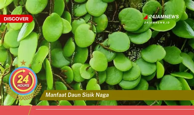 Temukan Manfaat Daun Sisik Naga untuk Kesehatan dan Kecantikan Anda Temukan Manfaat Daun Sisik Naga untuk Kesehatan dan Kecantikan Anda