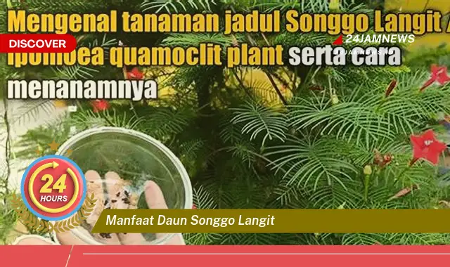 Temukan Manfaat Daun Songgo Langit untuk Kesehatan dan Kecantikan Anda Temukan Manfaat Daun Songgo Langit untuk Kesehatan dan Kecantikan Anda
